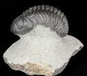 Pedinopariops Trilobite - Mrakib, Morocco #58442-4